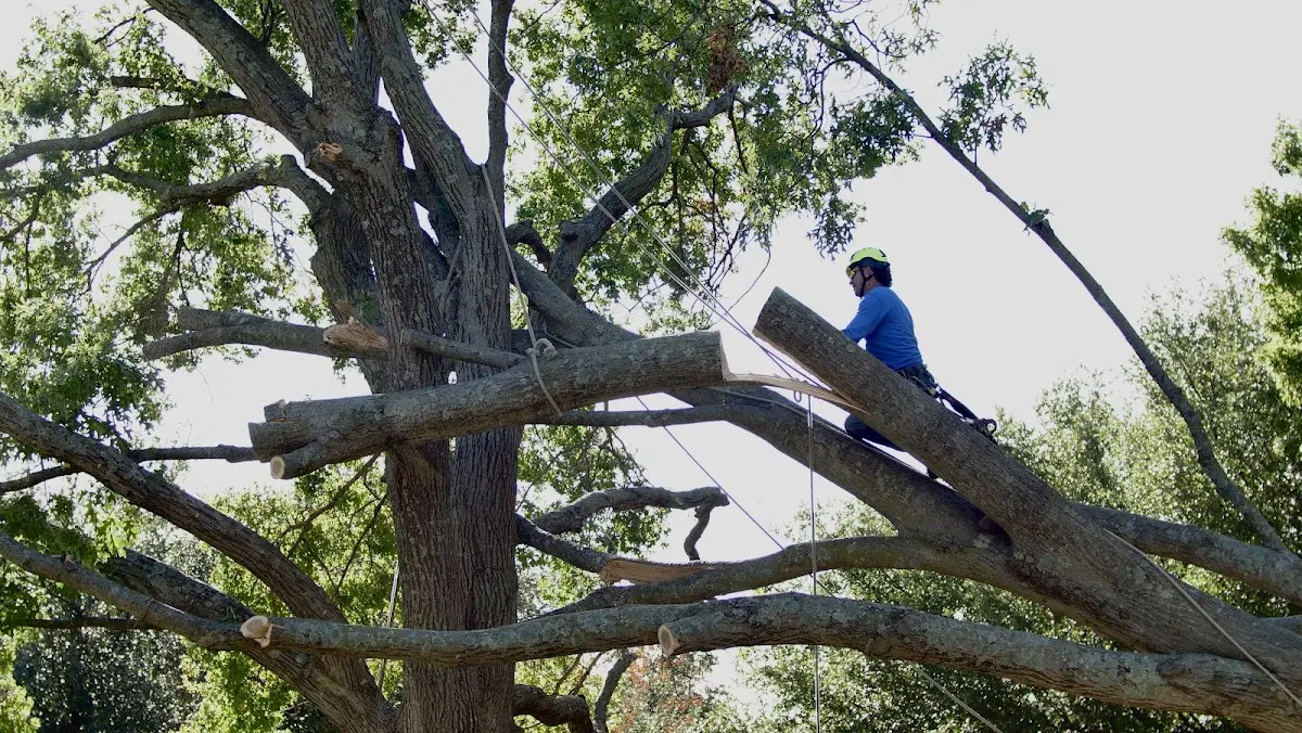 Professional Crown Thinning performed by certified arborists in Frisco