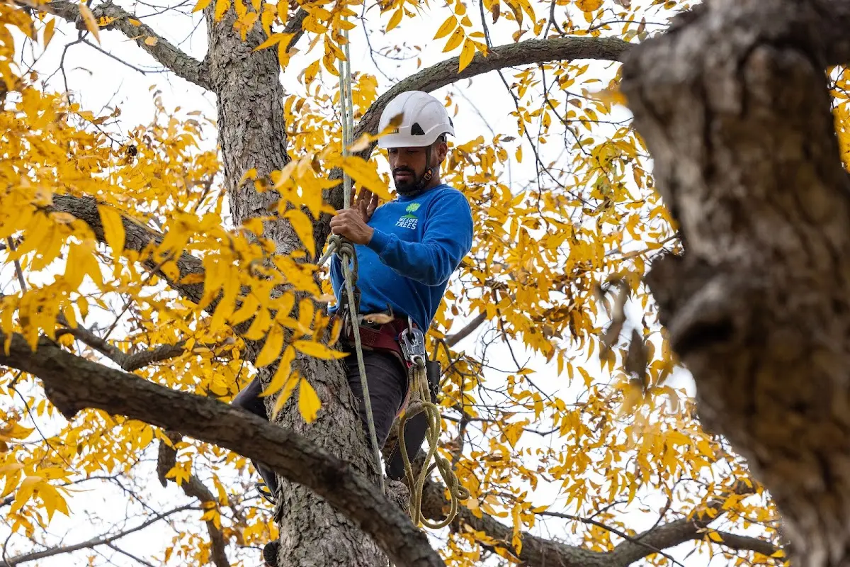 Skilled Emergency Tree Service crew working in Frisco